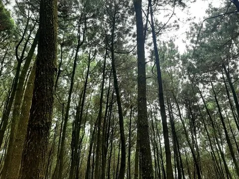 Forrest Foto stock