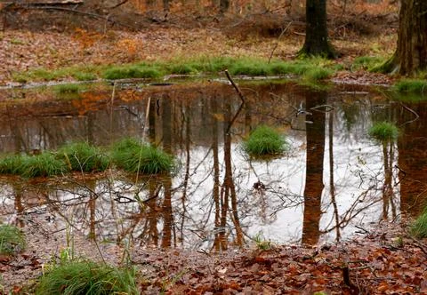 Forrest Foto stock