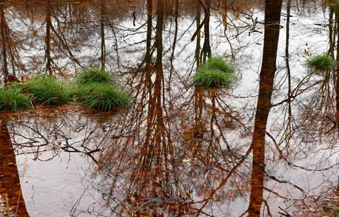 Forrest Foto stock