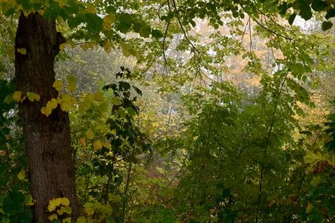 Forrest Foto stock