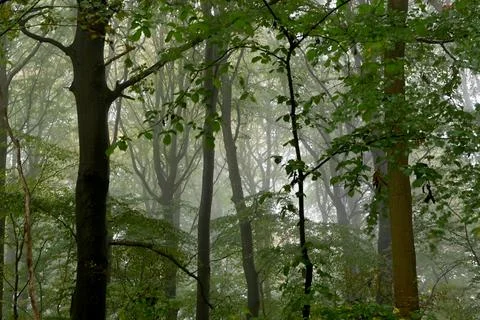 Forrest Foto stock