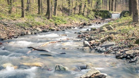 Forrest river motion timelapse Stock Footage 101744850