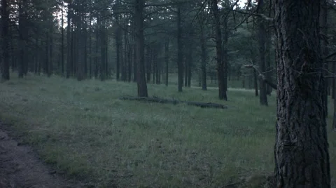 Forrest road leading into the trees Stock Footage 41833256