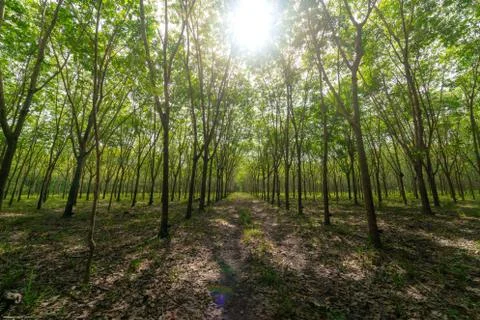 Forrest of rubber trees Stock Photos