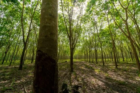 Forrest of rubber trees Stock Photos