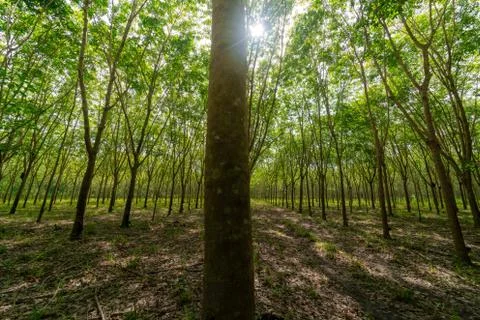 Forrest of rubber trees Stock Photos