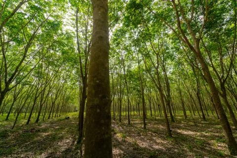 Forrest of rubber trees Stock Photos
