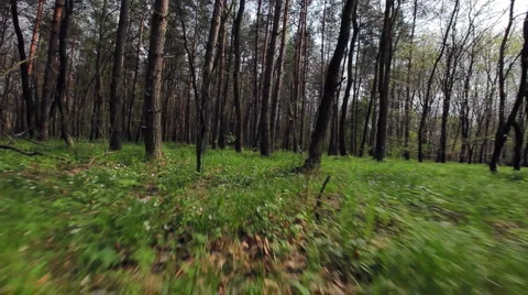 Forrest run, running animal's eyes point of view 2 Stock Footage 3761155