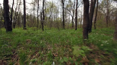 Forrest run, running animal's eyes point of view 6 Stock Footage