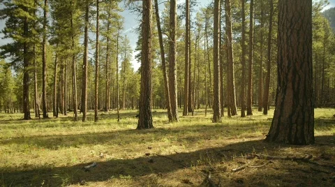 Forrest  shadows Stock Footage 280817
