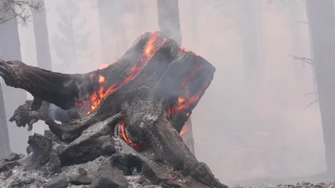 A forrest smoking after a large wildfire passed through Stock Footage 84841661