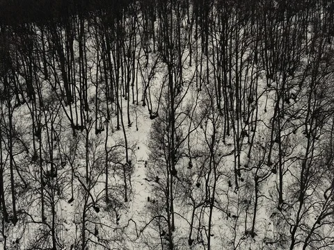 Forrest of Snow Stock Footage 73548458