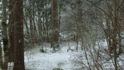 Forrest snowfall slow motion 1 Stock Footage 95542735