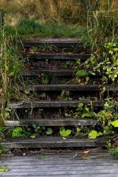 Forrest stairs Stock Photos