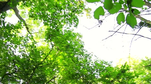 Forrest steady shot in summer Stock Footage 42466563