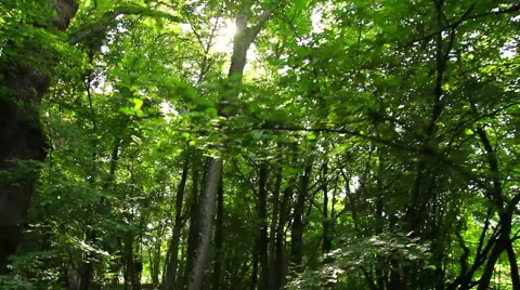 Forrest steady shot in summer Stock Footage 42466867