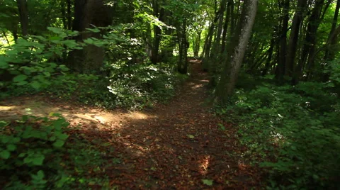 Forrest steady shot in summer Stock Footage 42490831