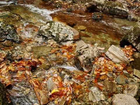 Forrest stream at autumn Stock-Fotos