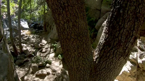 Forrest stream slow pan R/L Stock Footage 137272505