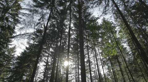 Forrest with sun shining through trees Stock Footage 57392179