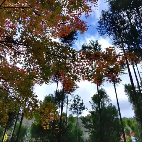 Forrest sunrays between the trees Stock Footage 236265901