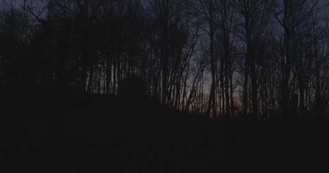 Forrest Sunset Video stock 169428498