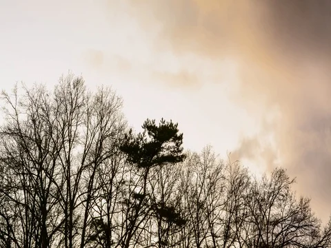 Forrest sunset timelapse Stock Footage