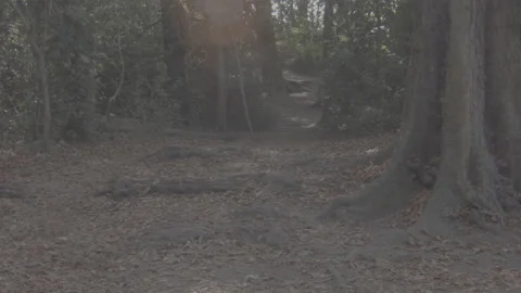 Forrest with Sunshine through trees, leaves falling 動画素材 139706744