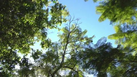 Forrest through the car window in 4k Stock Footage 88109882