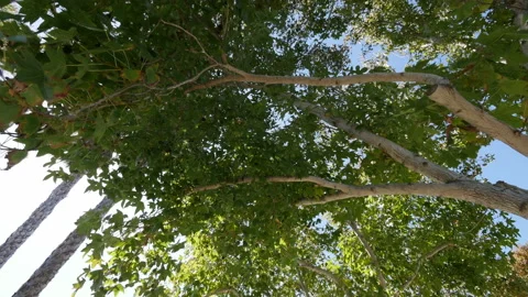 Forrest through the car window in 4K slow motion Stock Footage 88111855