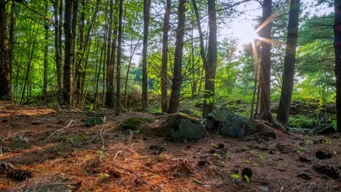 Forrest timelapse Stock Footage 285337617
