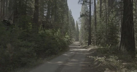 Forrest Trail Stock Footage 168951897