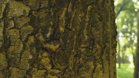 Forrest tree blocks sun Stock Footage