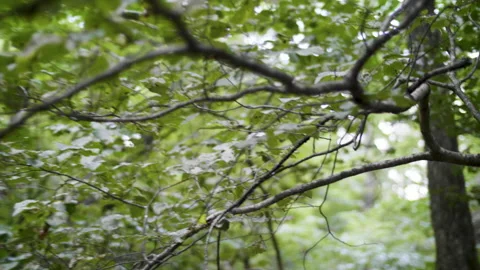 Forrest tree-Blueridge-mountains Stock Footage 141486472