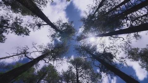 Forrest Tree Sky 스톡 동영상 82945974