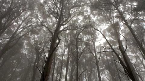 Forrest tree tops 스톡 사진