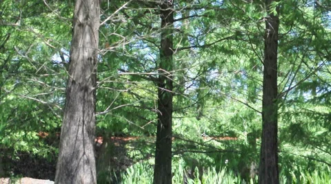 Forrest Trees 動画素材 4438926