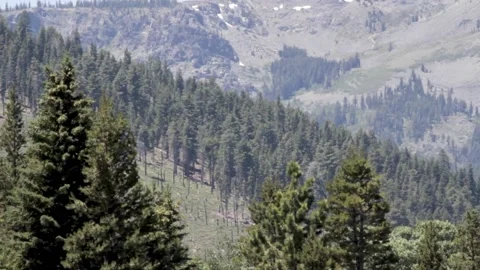 Forrest Trees Swaying in the Wind on a high Mountain valley Canyon 스톡 동영상 142012450