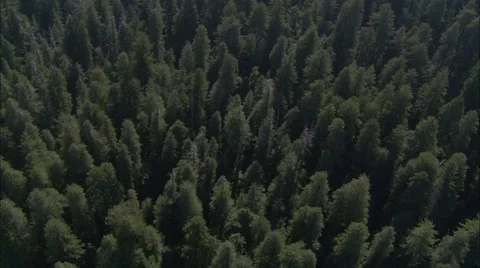 Forrest Treetop Stock Footage 40686714