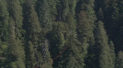 Forrest Treetop Zip Lining Stock Footage 40686394