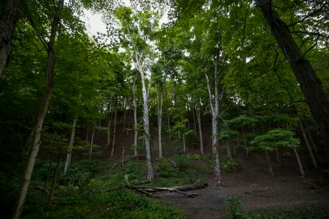 Forrest very wide view Stock Photos