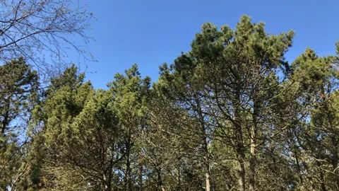 Forrest View in 4K Nature Blue Sky Rotating Left Stock Footage 106889970