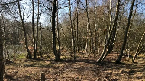 Forrest Walk During Spring Time 4K Sunny Stock Footage 107982825