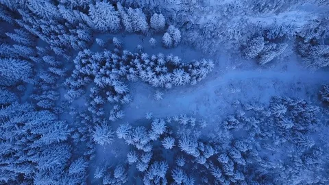 Forrest winter drone twillight Stock Footage 84798620