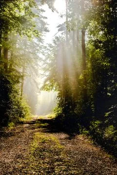 Forrestlights Stock Photos