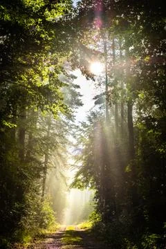 Forrestlights Stock Photos