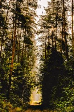 Forrestlights Stock Photos