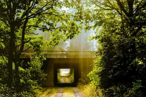 Forrestlights Stock Photos