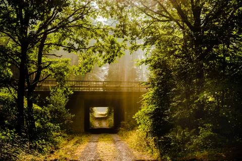 Forrestlights Stock Photos