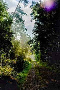 Forrestlights Stock Photos